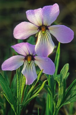 Birsfoot violet, Chiwaukee Prairie, WI