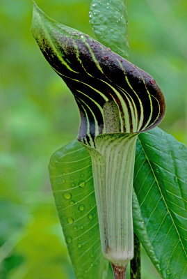 Jack-in-the-pulpit, Messenger Woods, IL