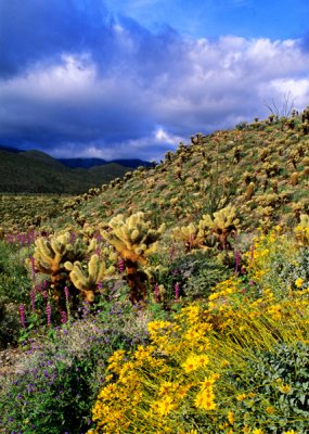 Brittlebush, Arizona lupine, cholla cactus, and phacelia, Anza-Borrego Desert State Park, CA