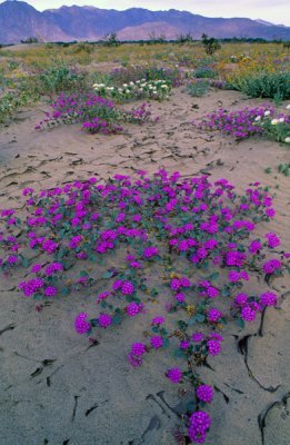 Sand verbena, Anza-Borrego Desert  State Park, CA