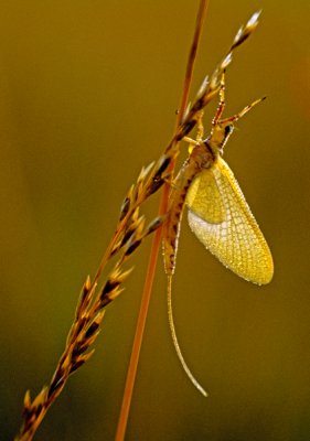 Mayfly, Chiwaukee Prairie, Kenosha County, WI