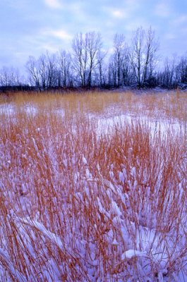 Little bluestem, Illinois Beach State Park, IL