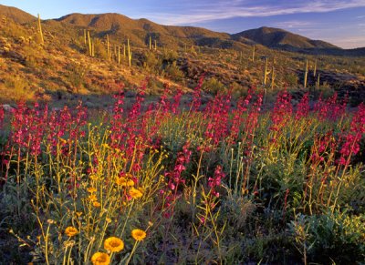  Penstemon and desert marigold near Superior, AZ