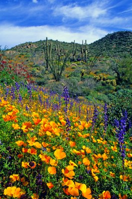 Poppies, lupines, chia,  and chuparosa, Bartlett Lake, AZ