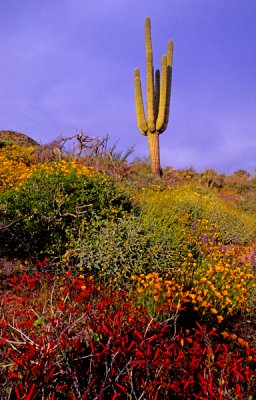 Chuparosa, poppies, and saguaro, Barlett Lake, AZ