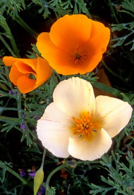 White and gold poppies, Barlett Lake, AZ