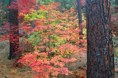 (SED3) Fall in Oak  Creek Canyon, AZ