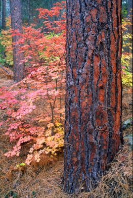 (SED7) Ponderosa Trunk & Big Tooth Maples,  Oak Creek Canyon, AZ