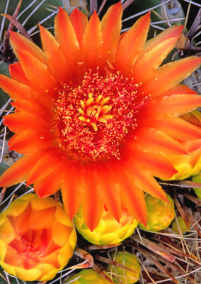 (C8) Barrel Cactus, AZ