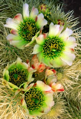(C5) Cholla Cactus, AZ
