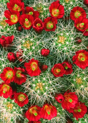 (C7) Claret Cup Cactus, Waterholes Canyon, AZ