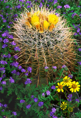 (C9) Phacelia, Brittlebush, and Barrel Cactus, AZ