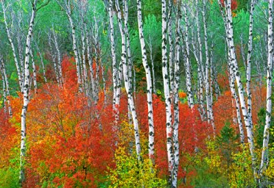 (CR4) Targhee National Forest, WY