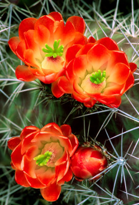 (C6) Claret Cup Cactus, AZ