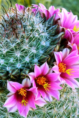 (C10) Pincushion Cactus, AZ