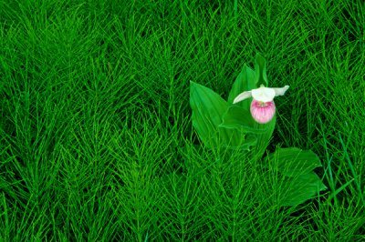 (O21) Solitary Showy Ladys-slipper, Ottawa National Forest, MI