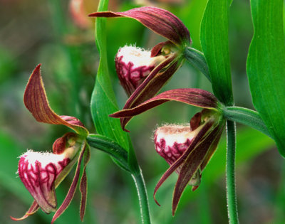(O19) Rams-head orchid, Ridges Sanctuary, Door County, WI