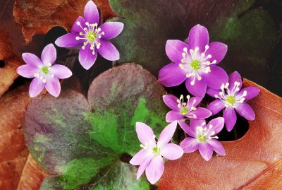 (MW27) Round-lobed Hepatica, IL