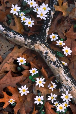  Bloodroot and branch, Rollins Savanna, IL