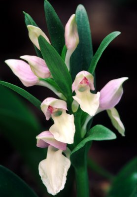 (O10) Showy Orchis, IL