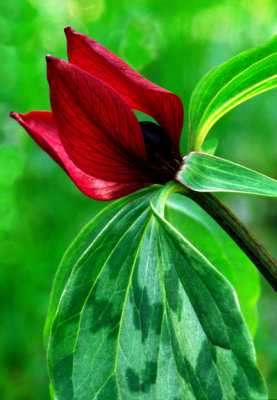 (MW41) Prairie Trillium, IL