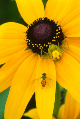 Black-eyed Susan, WI