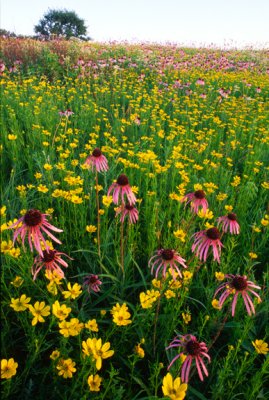  Coreopsis and Pale Purple Coneflowers, IL