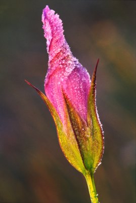 Frosted Fringed Gentian, IL