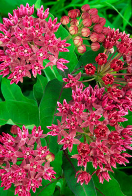  Purple Milkweed