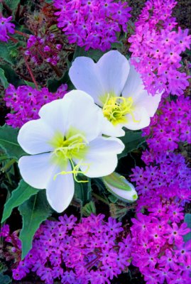  Verbena  and Primrose, Anza Borrego S. P., CA