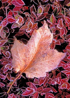 Frosted maple leaf on blueberry leaves, Sedgewick, ME