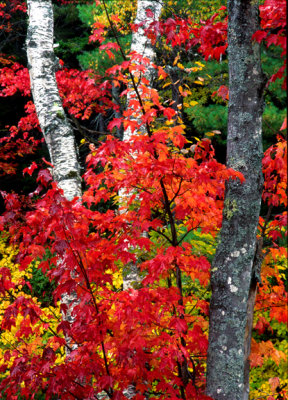 (NE11) Red maple  & birches ME