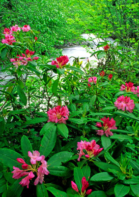 Rhododendrons along stream, Mt. Hood N. F., OR
