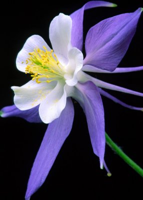 Columbine, CO