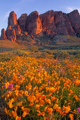 Lost Dutchman Poppies at sunset, AZ