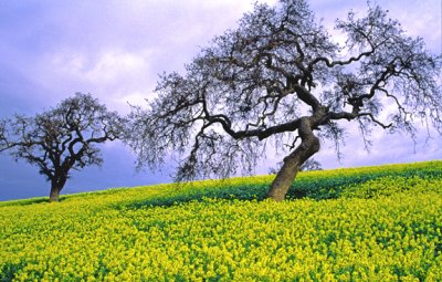  Mustard Field, CA