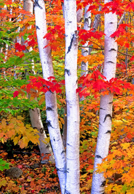 (NE17) Birch and maples, Crawford Notch State Park, NH
