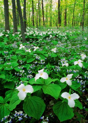 Trillium and blue-eyed Mary, Messenger Woods, Will County, IL
