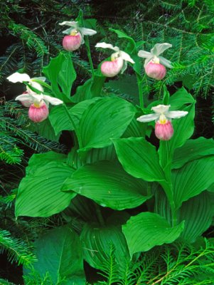 (MW23) Showy Lady's-slippers, Ottawa N. F., MI