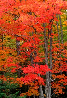 (MW45) Sugar maple, MI