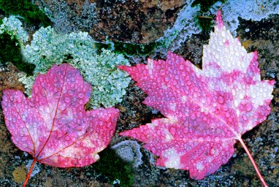 (MW46) Rain drops on maple leaves, MI