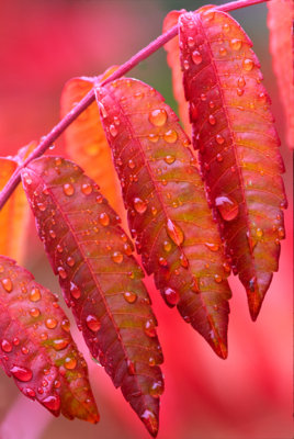 (SED9) Sumac leaves, Oak Creek Canyon, AZ