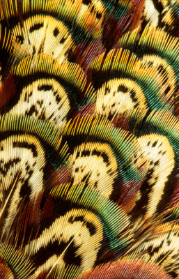 (MW48) Pheasant feathers close-up