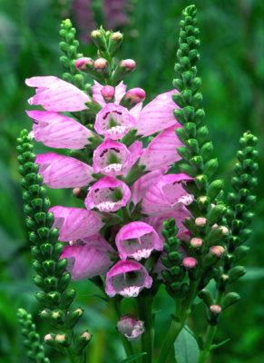 (SPG7) Obedient Plant