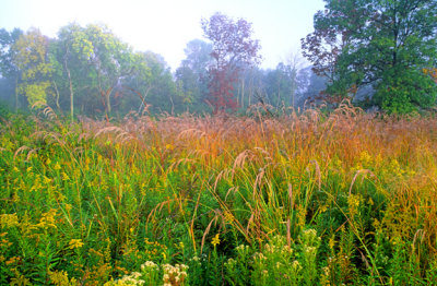 (SPG11) Indian Grass and Goldenrod