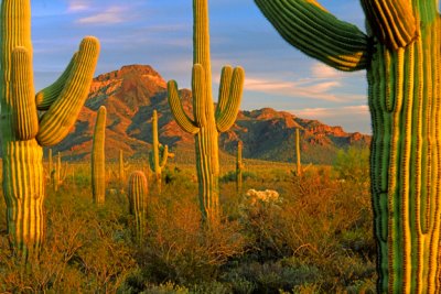 (DES13) Saguaros, Organ Pipe Cactus N. M., AZ