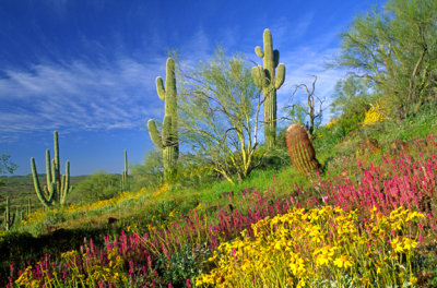 Owl clover and brittlebush, near Wickenburg, AZ