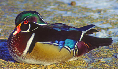 (MW47) Resting Wood Duck, Illinois Beach State Park, IL