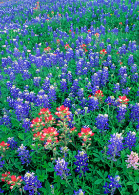 (TW6) Texas paintbrush and Bluebonnets, Lee County, TX