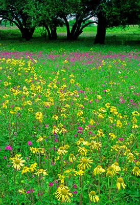Sneezeweed and Drummond's Phlox, Live Oak County, TX
